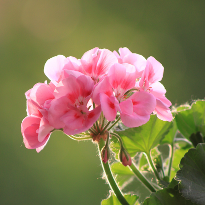 geranium_essential_oil