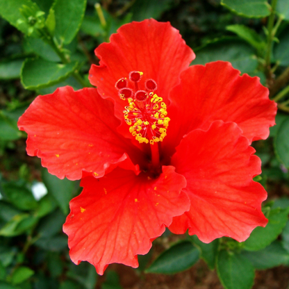 hibiscus-fragrance