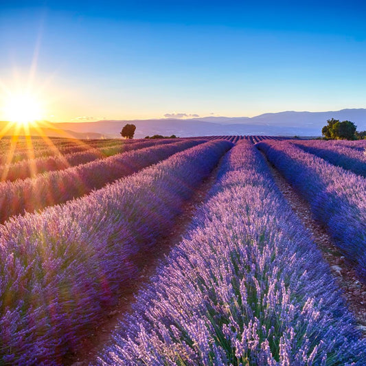 lavender frag image