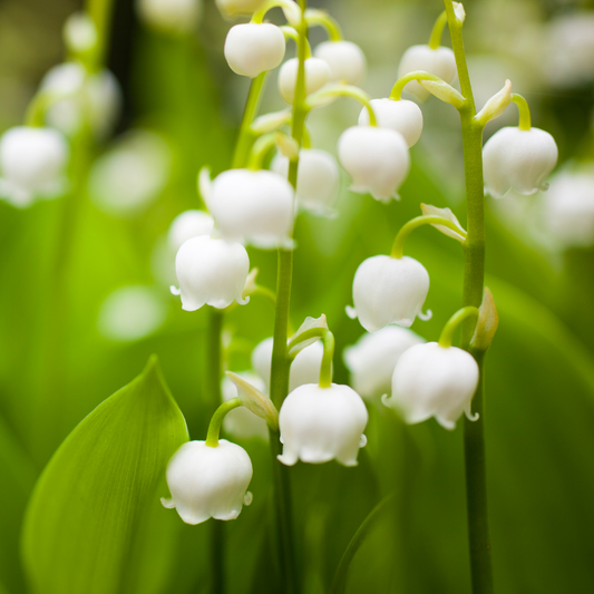 lily-of-the-valley-fragrance