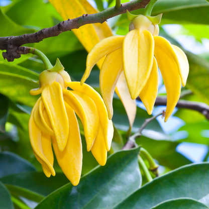 ylangylang-essential-oil